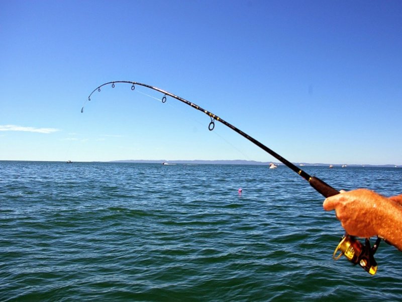 Cần câu là một dụng cụ được sử dụng để câu cá ở ao hồ, đồng ruộng hay sông suối