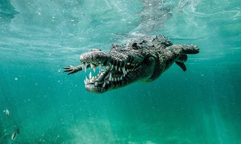 Mơ thấy cá sấu khổng lồ chốt nhanh các số 09 - 99